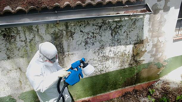 Top rated local Basement Mold Removal specialists in Millerstown, PA